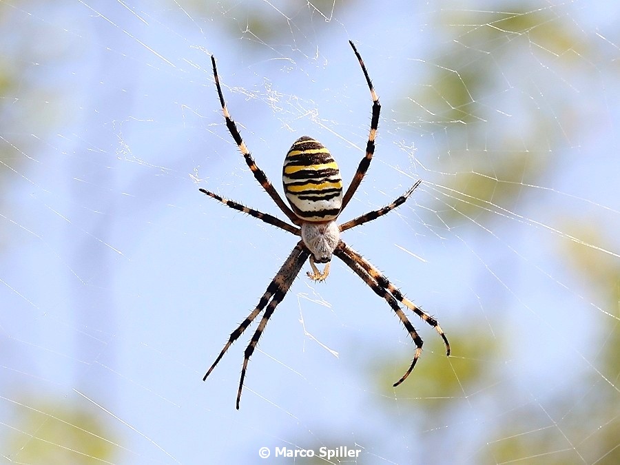 Argiope bruennichi, femmina - Bibione (VE)